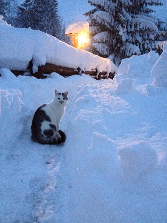La Lince Lodge Camporosso  Exteriör bild
