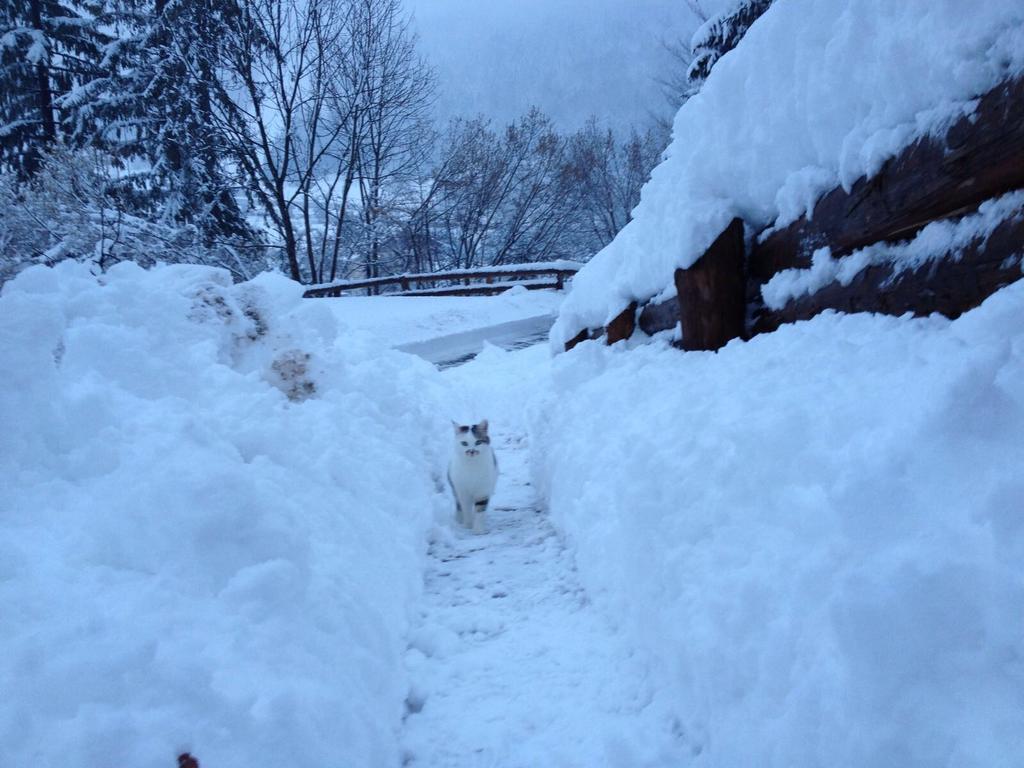 La Lince Lodge Camporosso  Exteriör bild
